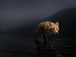 Karya Finalis Wildlife Photographer Of The Year 2021 Bikin Mata Terkesima