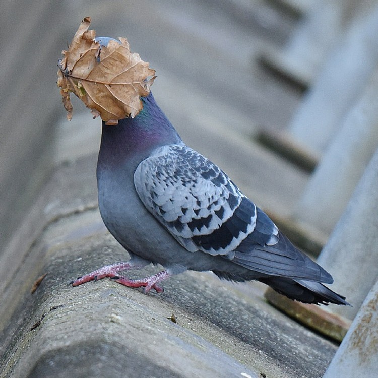 Comedy Wildlife Photography Awards 2021