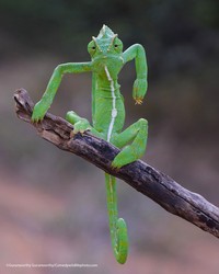 Comedy Wildlife Photography Awards 2021