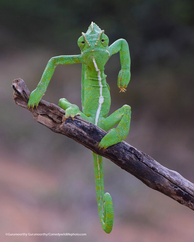 Comedy Wildlife Photography Awards 2021