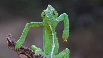 Ekspresi ditagih hutang malah marah.  Foto: Comedy Wildlife Photography Awards 2021  