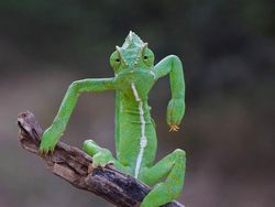 Finalist Comedy Wildlife Photography 2021 Bikin Ngakak, Ada dari Indonesia