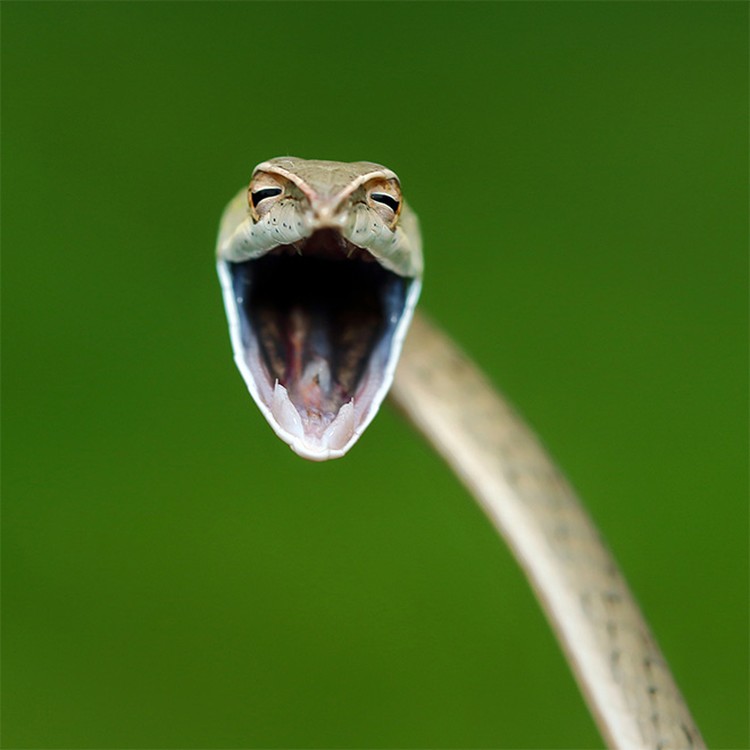 Comedy Wildlife Photography Awards 2021