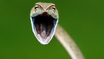 Pernah lihat ular tertawa? Ini momen langka... Foto: Comedy Wildlife Photography Awards 2021