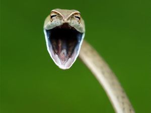 Finalist Comedy Wildlife Photography 2021 Bikin Ngakak, Ada dari Indonesia