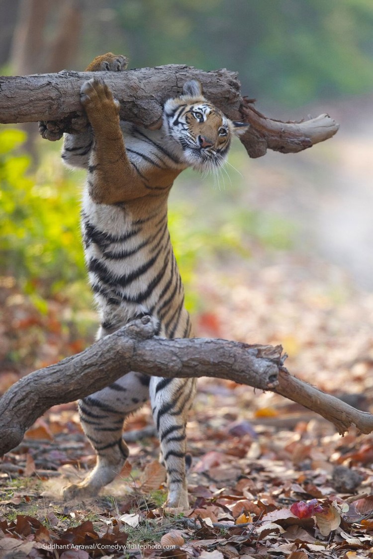 Comedy Wildlife Photography Awards 2021