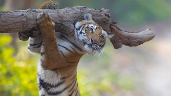 Akibat pandemi, harimau nyambi tukang angkat kayu, Foto: Comedy Wildlife Photography Awards 2021
