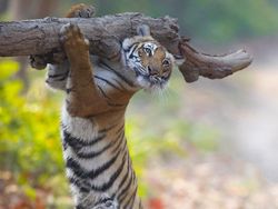 Finalist Comedy Wildlife Photography 2021 Bikin Ngakak, Ada dari Indonesia