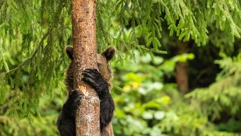 Habis dimarah emak. Foto: Comedy Wildlife Photography Awards 2021