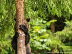 Finalist Comedy Wildlife Photography 2021 Bikin Ngakak, Ada dari Indonesia
