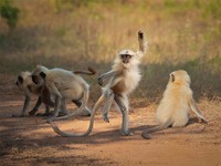 Comedy Wildlife Photography Awards 2021