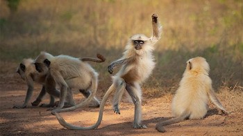 Lagi bikin konten joget. Foto: Comedy Wildlife Photography Awards 2021