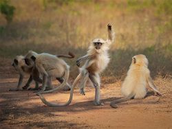 Finalist Comedy Wildlife Photography 2021 Bikin Ngakak, Ada dari Indonesia