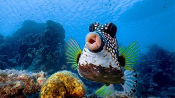 Bisa siul di dalam air? Foto: Comedy Wildlife Photography Awards 2021
