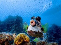 Finalist Comedy Wildlife Photography 2021 Bikin Ngakak, Ada dari Indonesia
