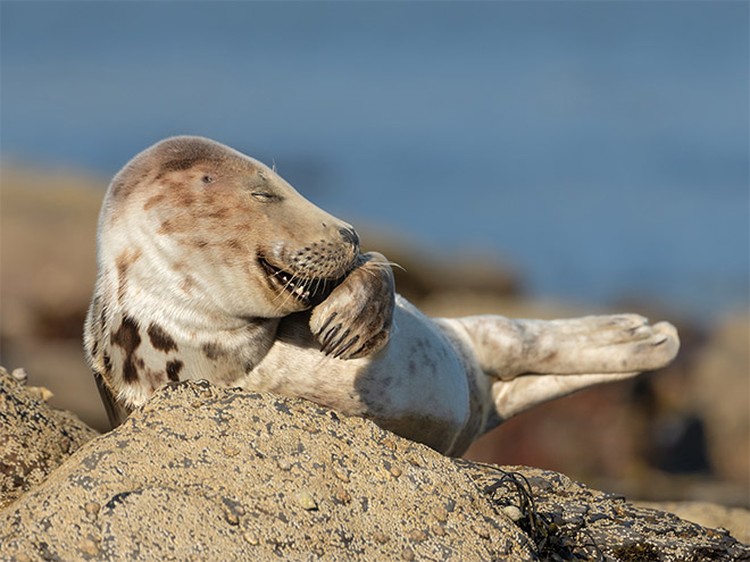 Comedy Wildlife Photography Awards 2021