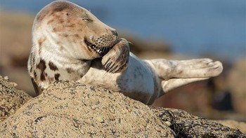 Ekspresi kalau ketahuan bohong. Foto: Comedy Wildlife Photography Awards 2021