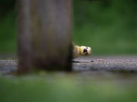 Comedy Wildlife Photography Awards 2021