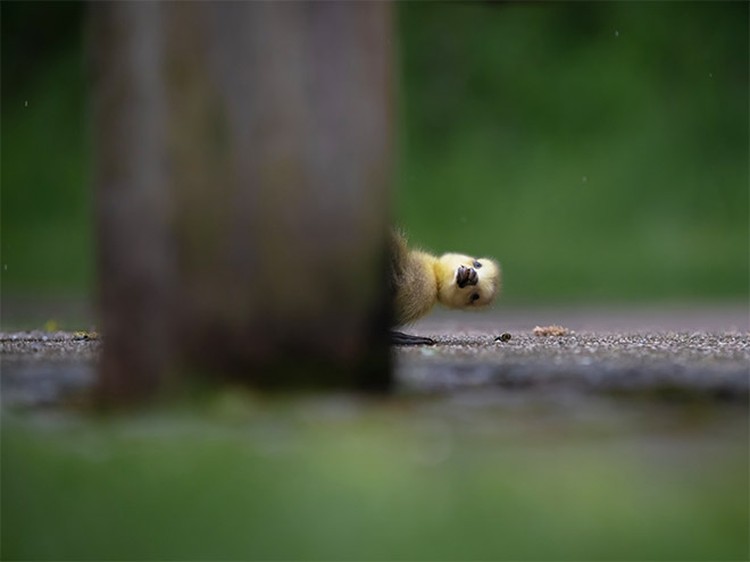 Comedy Wildlife Photography Awards 2021