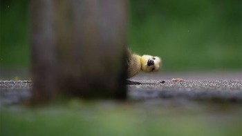 Cilukba.... Foto: Comedy Wildlife Photography Awards 2021