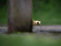 Finalist Comedy Wildlife Photography 2021 Bikin Ngakak, Ada dari Indonesia