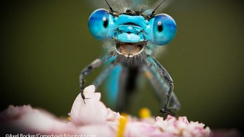 Selalu senyum di depan kamera. Foto: Comedy Wildlife Photography Awards 2021