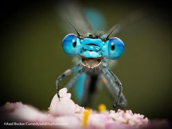 Finalist Comedy Wildlife Photography 2021 Bikin Ngakak, Ada dari Indonesia