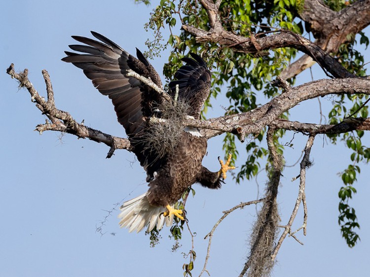 Comedy Wildlife Photography Awards 2021