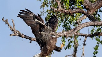 Gagal mendarat... Foto: Comedy Wildlife Photography Awards 2021