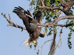 Finalist Comedy Wildlife Photography 2021 Bikin Ngakak, Ada dari Indonesia