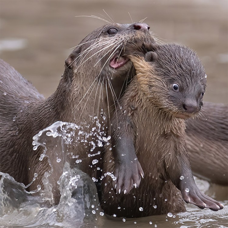Comedy Wildlife Photography Awards 2021