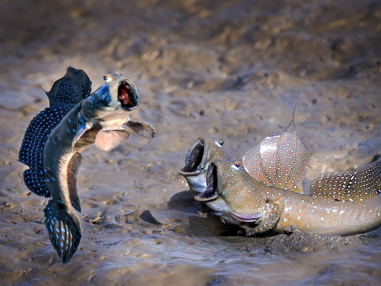 Comedy Wildlife Photography Awards 2021