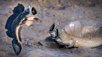 Saling adu mulut. Foto: Comedy Wildlife Photography Awards