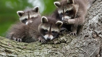 Ada yang lagi ngomporin teman. Foto: Comedy Wildlife Photography Awards
