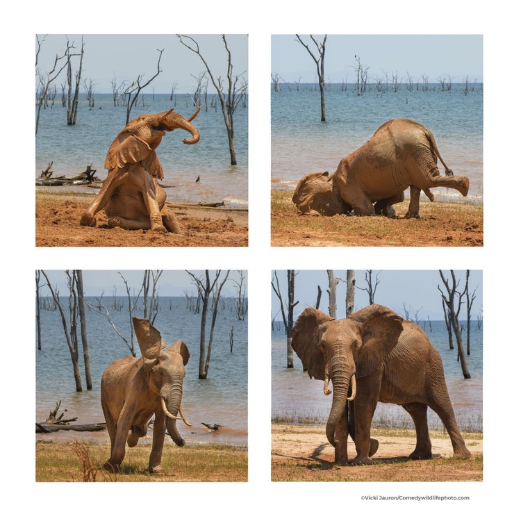 Comedy Wildlife Photography Awards 2021