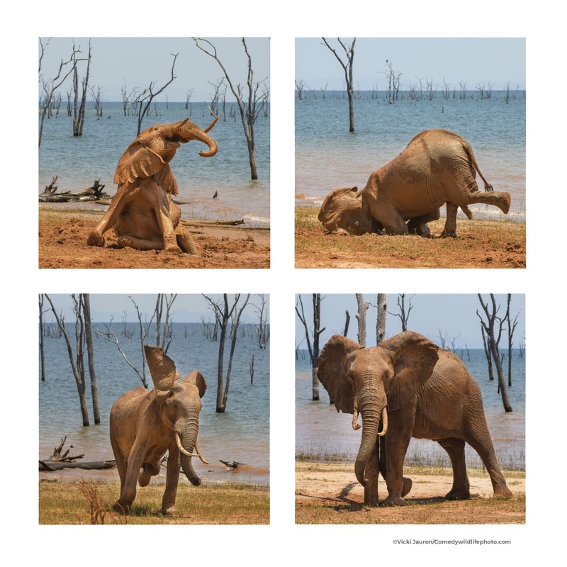 Comedy Wildlife Photography Awards 2021