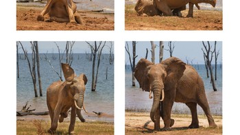 Eits ada yang malu habis jatuh. Foto: Comedy Wildlife Photography Awards