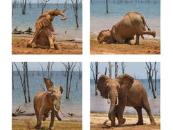 Finalist Comedy Wildlife Photography 2021 Bikin Ngakak, Ada dari Indonesia