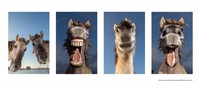 Comedy Wildlife Photography Awards 2021