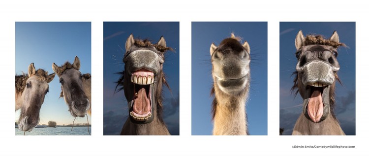 Comedy Wildlife Photography Awards 2021