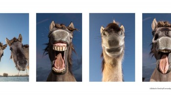 Foto selfie paling kece. Foto: Comedy Wildlife Photography Awards