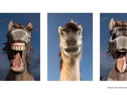 Finalist Comedy Wildlife Photography 2021 Bikin Ngakak, Ada dari Indonesia