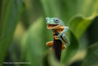 Comedy Wildlife Photography Awards 2021