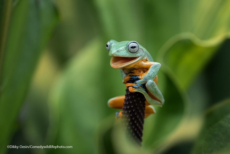 Comedy Wildlife Photography Awards 2021