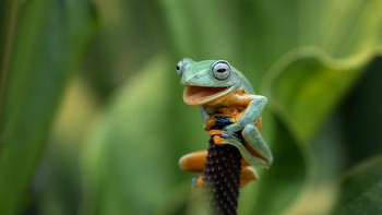 Nah ini adalah karya fotografer Indonesia, bernama Dikky Oesin dari Tangerang. Keren ya. Foto: Comedy Wildlife Photography Awards 2021