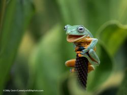 Finalist Comedy Wildlife Photography 2021 Bikin Ngakak, Ada dari Indonesia