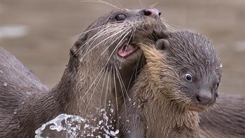 Akibat kalau bermain sampai lupa waktu. Foto: Comedy Wildlife Photography Awards