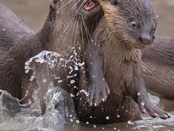 Finalist Comedy Wildlife Photography 2021 Bikin Ngakak, Ada dari Indonesia