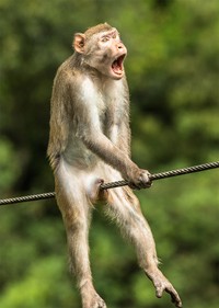 Comedy Wildlife Photography Awards 2021