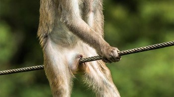Aduh... Foto: Comedy Wildlife Photography Awards